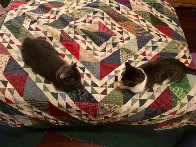 cats on a quilt